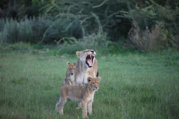 Lion wild dangerous mammal africa savannah Kenya