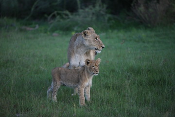 Lion wild dangerous mammal africa savannah Kenya