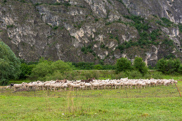 Flock of sheeps grazing in a hill