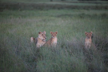 Lion wild dangerous mammal africa savannah Kenya