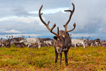 Avka is a general name for domesticated reindeer. Herd of reindeer grazes in the tundra nearby of polar circle.