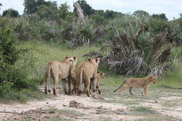 Lion wild dangerous mammal africa savannah Kenya