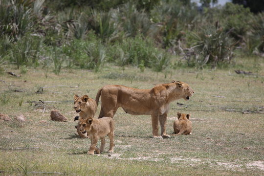 Lion wild dangerous mammal africa savannah Kenya