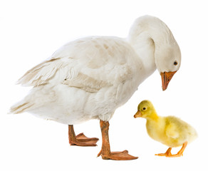 white goose and gosling (Anser anser domesticus) isolated on a white background