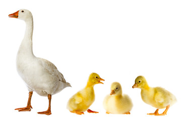 white goose and goslings (Anser anser domesticus) isolated on a white background