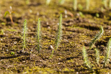 A beautiful riverside scenery in autumn. Plants growing near the river. Autumn landscape in Northern Europe.