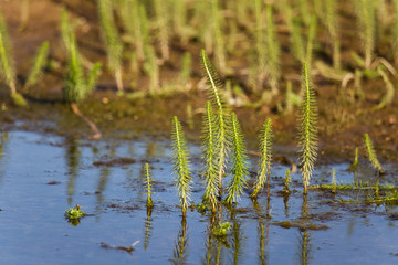 A beautiful riverside scenery in autumn. Plants growing near the river. Autumn landscape in Northern Europe.