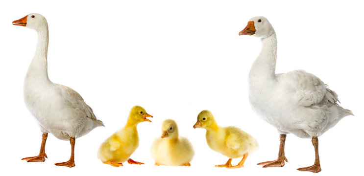 white goose and goslings (Anser anser domesticus) isolated on a white background