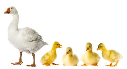 white goose and goslings (Anser anser domesticus) isolated on a white background