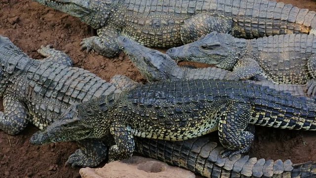 Crocodiles rest in the shade.