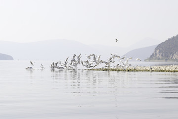 Stormo di gabbiani spicca il volo spaventato
