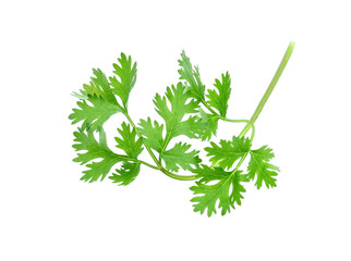 coriander isolated on white background