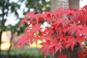 紅葉