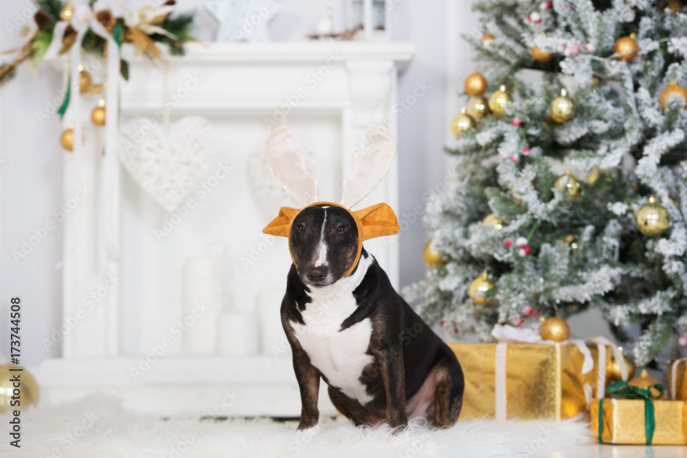 Sticker funny bull terrier dog wearing antlers for christmas