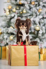 Fototapeta na wymiar brown chihuahua dog sitting on a gift box