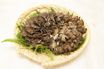 Maitake(Japanese mushroom)