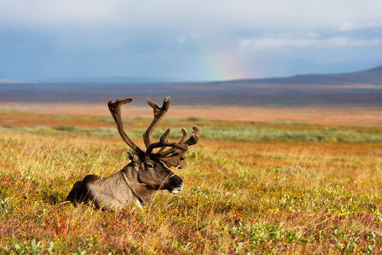 Fototapeta Avka is a general name for domesticated reindeer. Herd of reindeer grazes in the tundra nearby of polar circle.