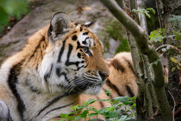 Siberian tiger panthera tigris altaica in zoo