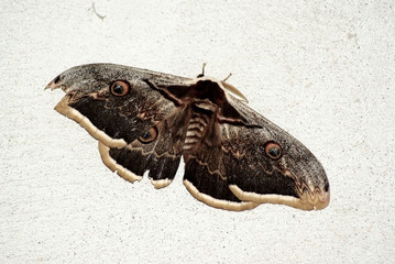papillon