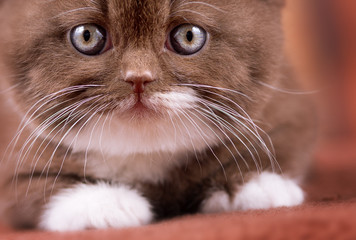 Ganz nah - BKH Kitten Katzenaugen in blau 