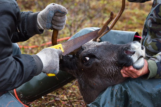 Herdsmen and his junior assistant hold a deer during yearly velvet antler cutting