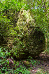 Stone boulder in lush rainforest