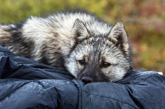 Nenets laika rests after a grazing of reindeer herd. Nenets laika is a working dog breed uses for reindeer husbandry by nomads tribes