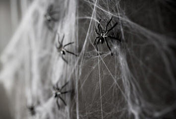 halloween decoration of black toy spiders on web