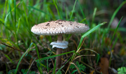 Riesenschirmling