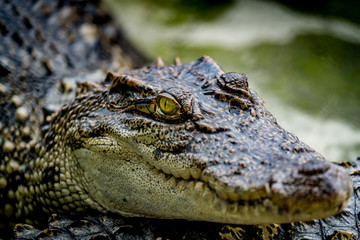 Crocodile in the zoo