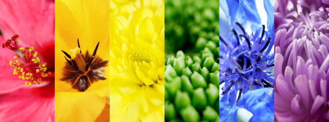 Collage with different flowers