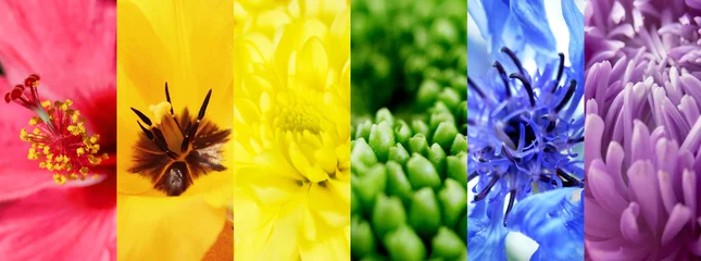 Zelfklevend Fotobehang Collage with different flowers © Africa Studio