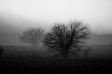 Obraz na płótnie Canvas Gloomy trees