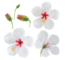 white hibiscus flower isolated on white background