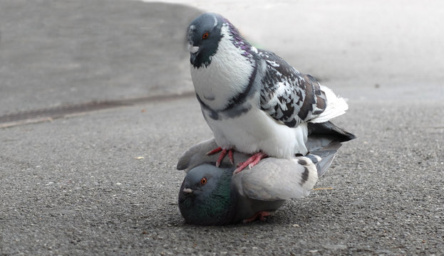 2w Tauben beim Liebesakt