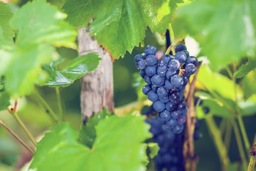 grapes in the garden