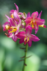 Fototapeta na wymiar spathoglottis orchid flower