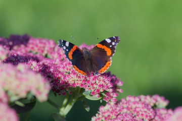 butterfly in the garden