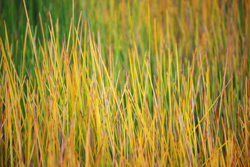 colorful dry papyrus background.