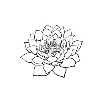 vector sketch cartoon lotus flower blossom blooming. Isolated illustration on a white background. Symbol of buddhism, meditation wisdom. India and Sri-lanka sign