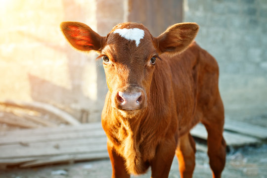 Young calf at an agricultural farm.
