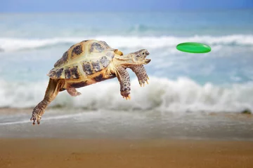 Deurstickers Turtle jumps and catches the frisbee © below