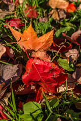 Brightly colored autumn leaves
