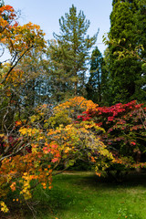 Fototapeta premium Trees displaying Autumn Colours
