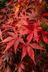 Brightly colored autumn leaves