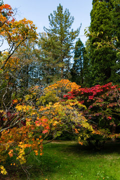 Trees displaying Autumn Colours