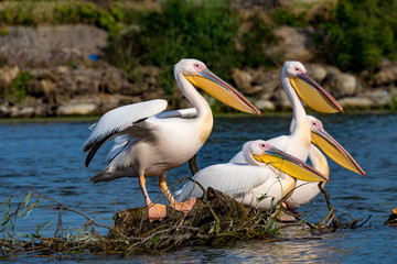 Pelican or Pink Pelican in Danbe Delta Romania