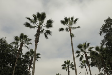 Fototapeta na wymiar cielo palmeras nubes naturaleza