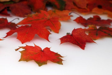 Golden maple leaves on white background