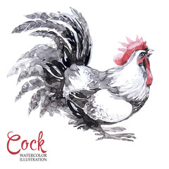 Watercolor drawing of rooster isolated on white background. Cute bird, cockerel or cock. Greeting...